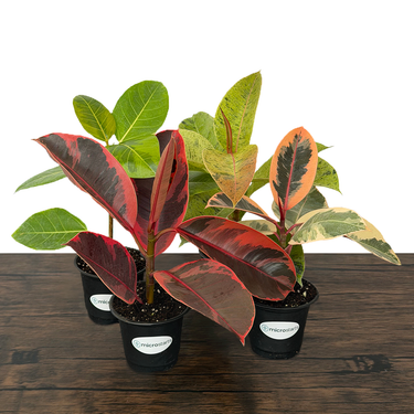 Ficus Variety Pack