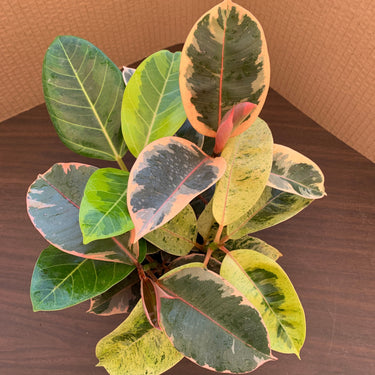 A view of the top of a ficus variety 4 pack, which includes 1 each of Ficus altissima and Ficus elastica 'Ruby', 'Shivereana', and 'Tineke'. The ficuses range in color from red/pink to yellow to various shades of green. The ficuses display some lighter pink new growth.