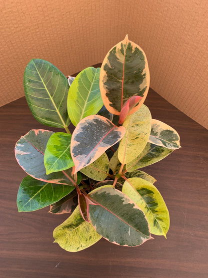 A view of the top of a ficus variety 4 pack, which includes 1 each of Ficus altissima and Ficus elastica 'Ruby', 'Shivereana', and 'Tineke'. The ficuses range in color from red/pink to yellow to various shades of green. The ficuses display some lighter pink new growth.