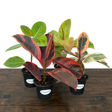Ficus Variety Pack