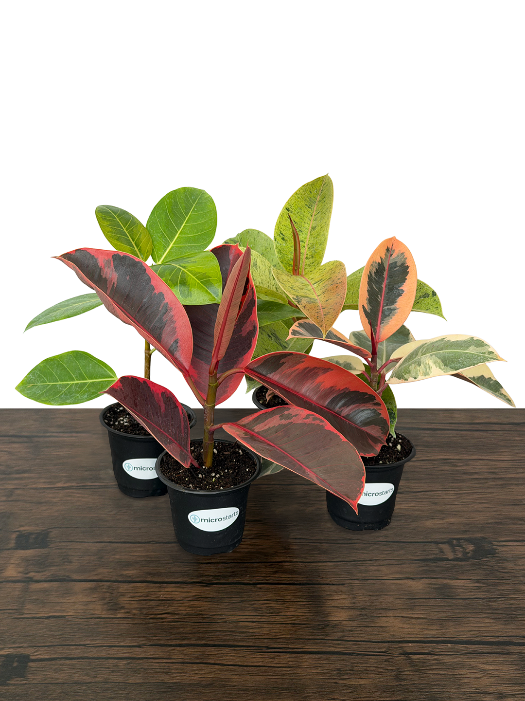 Ficus Variety Pack