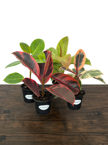 Ficus Variety Pack