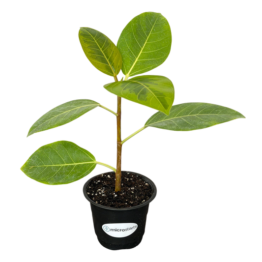 Variegated Council Tree