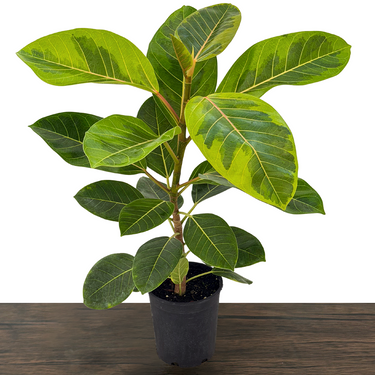 Variegated Council Tree