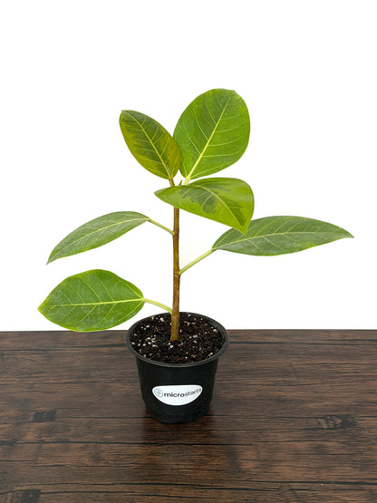 Variegated Council Tree