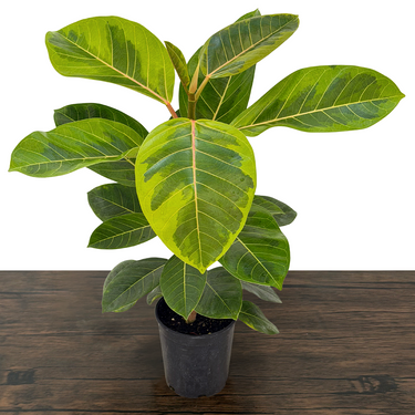 Variegated Council Tree