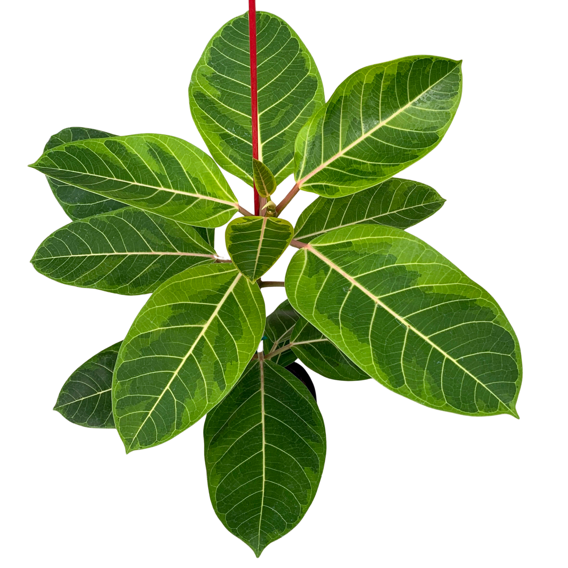 ficus altissima outdoors Variegated Council Tree