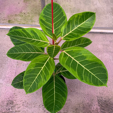 A 1 gallon Ficus altissima 'Variegata' from above. The leaves show white veins and a mix of light green and dark green coloration.