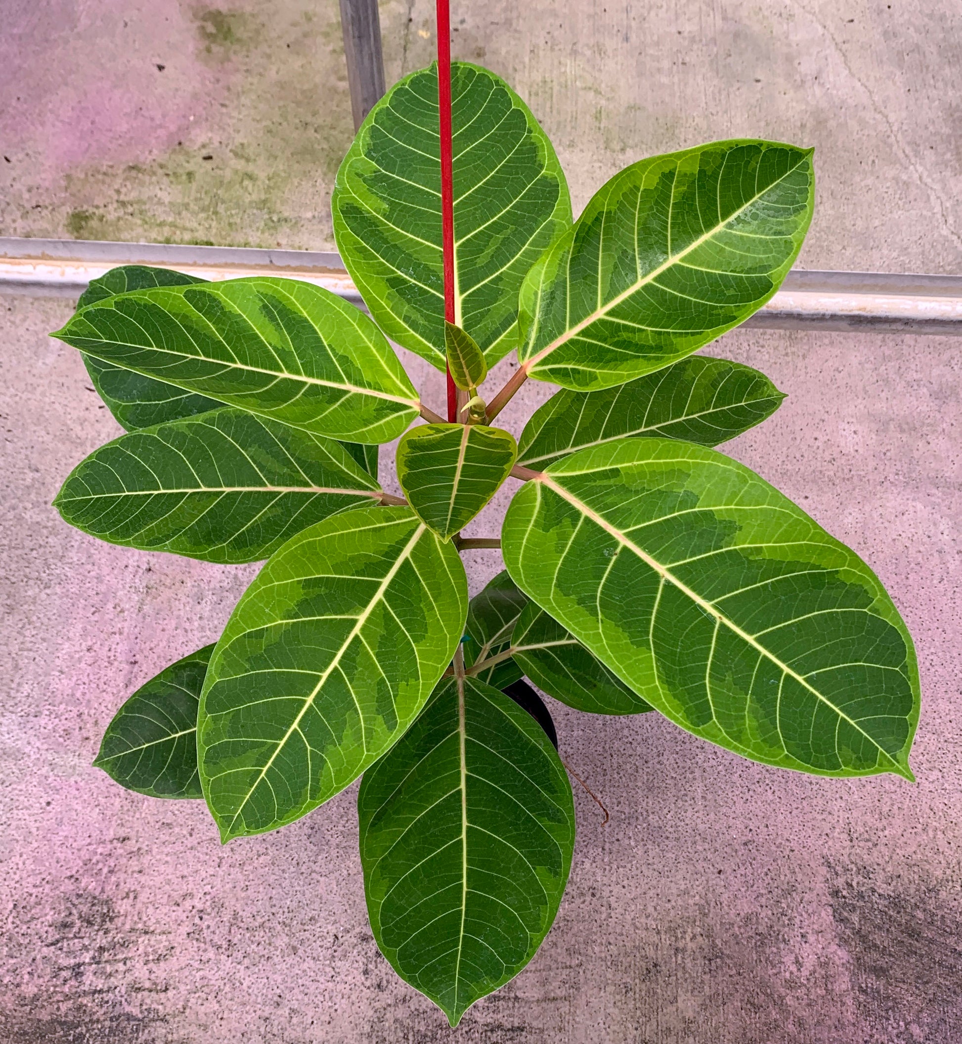 A 1 gallon Ficus altissima 'Variegata' from above. The leaves show white veins and a mix of light green and dark green coloration.