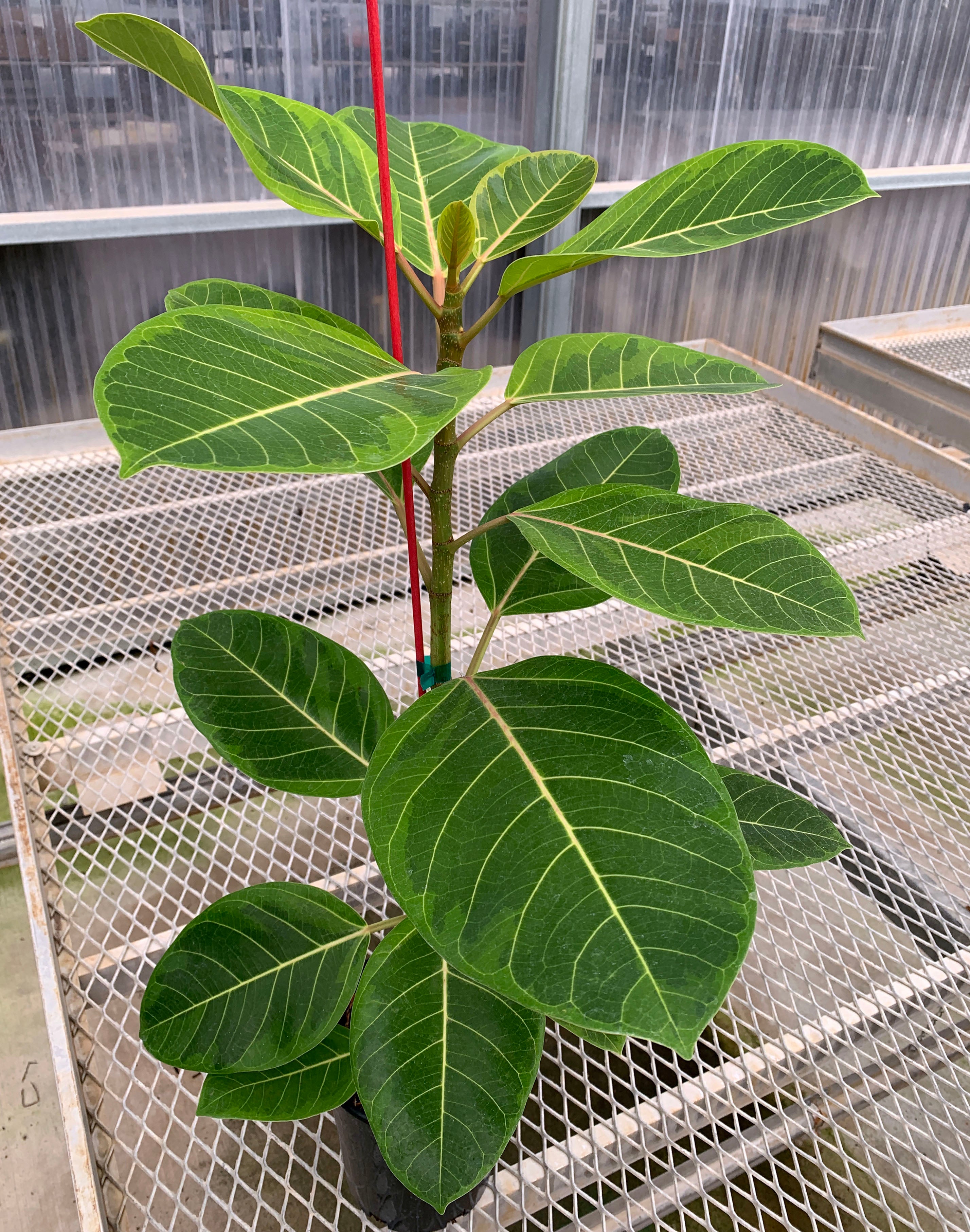 ficus altissima council tree Variegated Council Tree