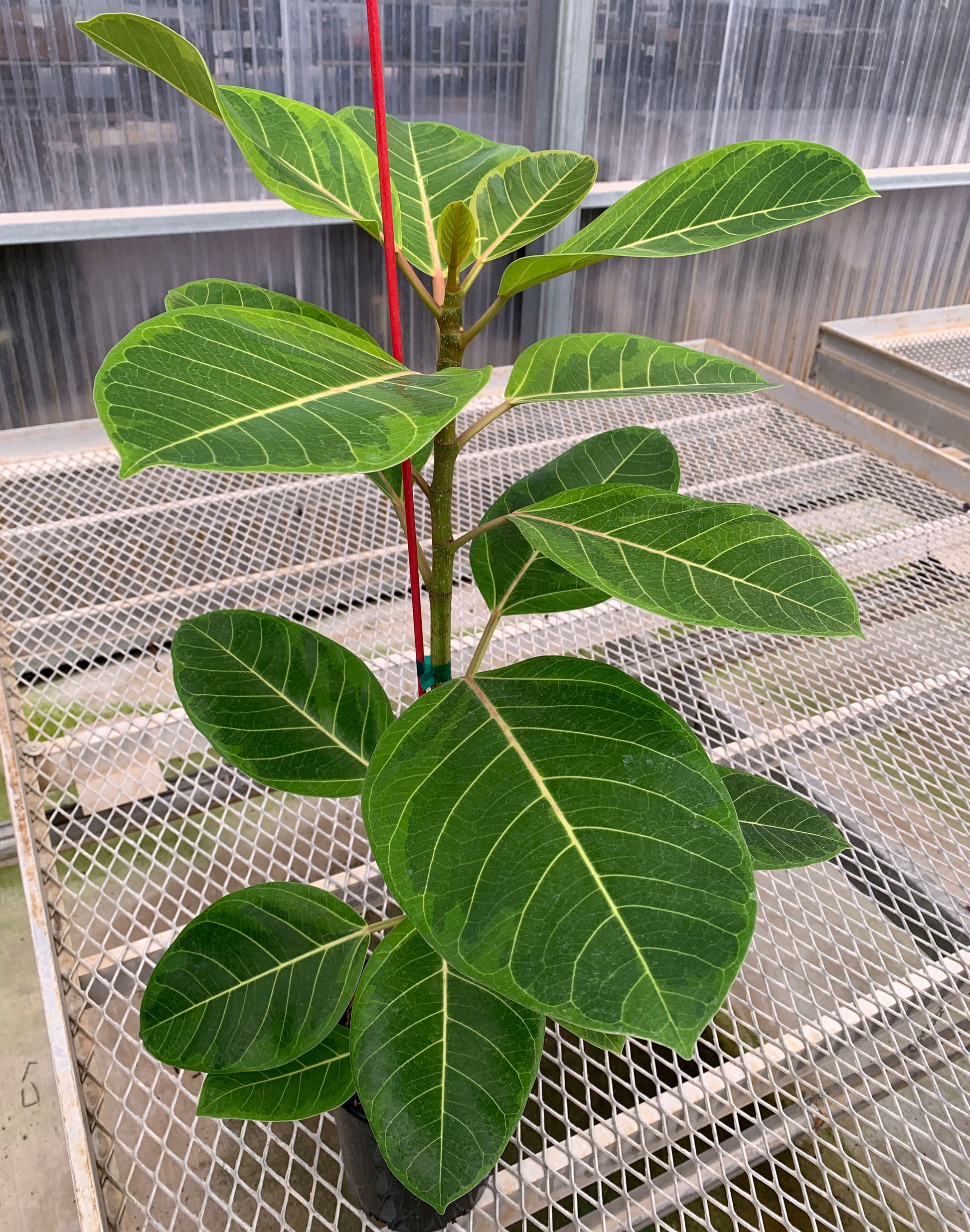 A 1 gallon Ficus altissima 'Variegata' from the side. The plant has a sturdy stem, and the leaves show white veins and a mix of light green and dark green coloration.