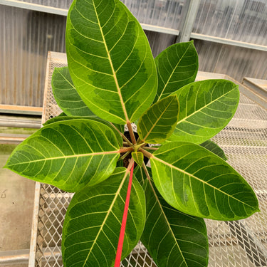 A 1 gallon Ficus altissima 'Variegata' from above. The leaves show white veins and a mix of light green and dark green coloration.