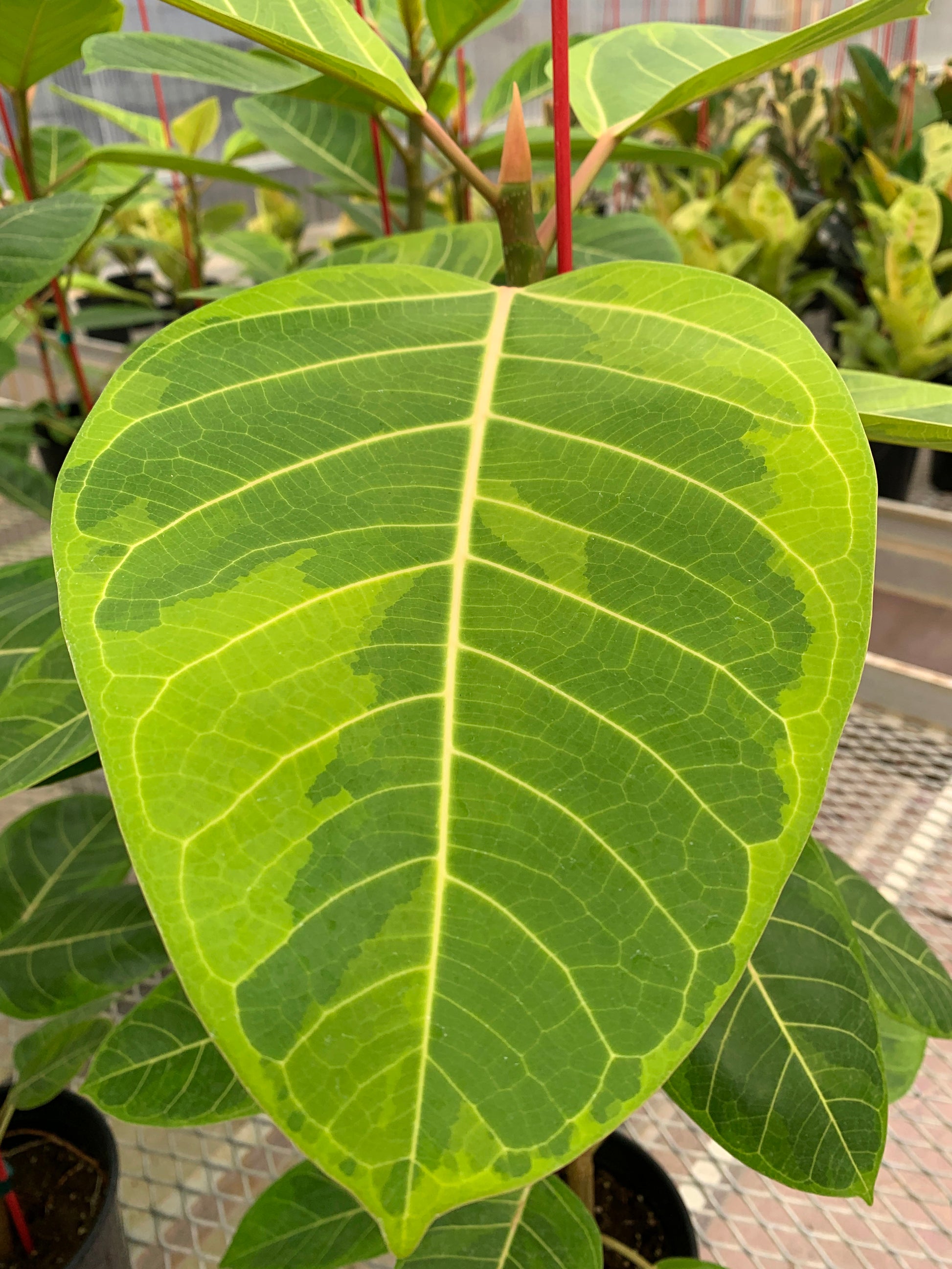 The leaf of a Ficus altissima 'Variegata'. The leaf has high contrast, with white veins and shades of light to dark green.