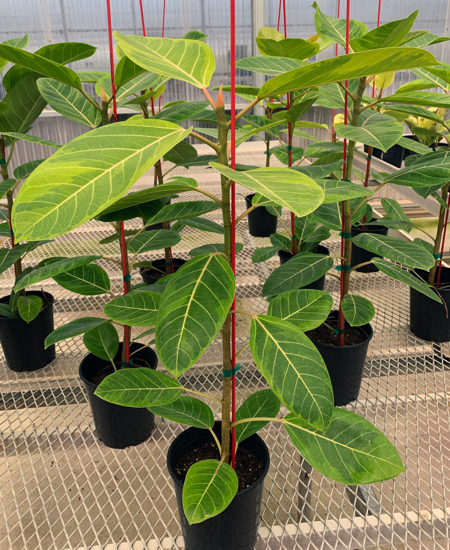 Numerous 1 gallon Ficus altissima 'Variegata'. The plants have sturdy stems, and the leaves show white veins and a mix of light green and dark green coloration.