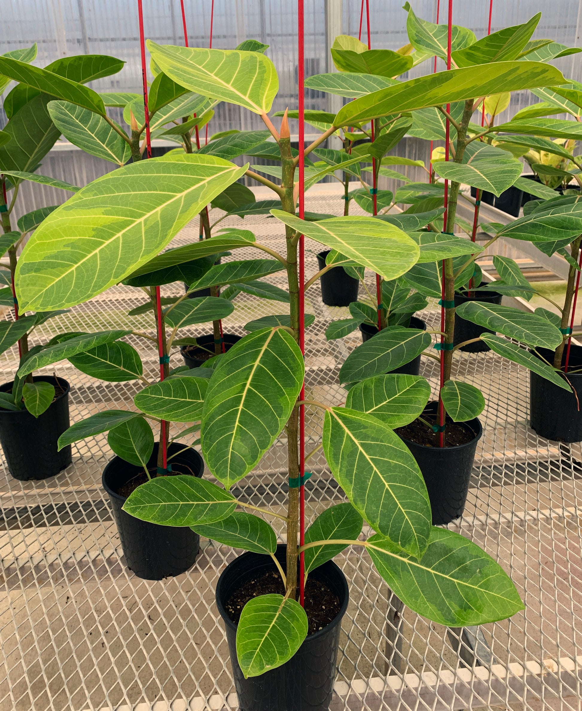 Numerous 1 gallon Ficus altissima 'Variegata'. The plants have sturdy stems, and the leaves show white veins and a mix of light green and dark green coloration.