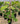 Numerous 1 gallon Ficus altissima 'Variegata'. The plants have sturdy stems, and the leaves show white veins and a mix of light green and dark green coloration.