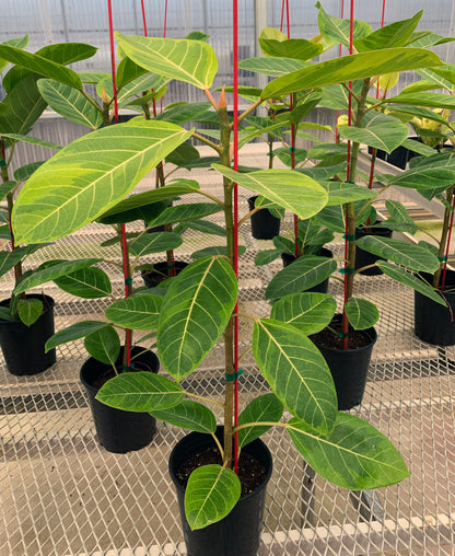 Numerous 1 gallon Ficus altissima 'Variegata'. The plants have sturdy stems, and the leaves show white veins and a mix of light green and dark green coloration.