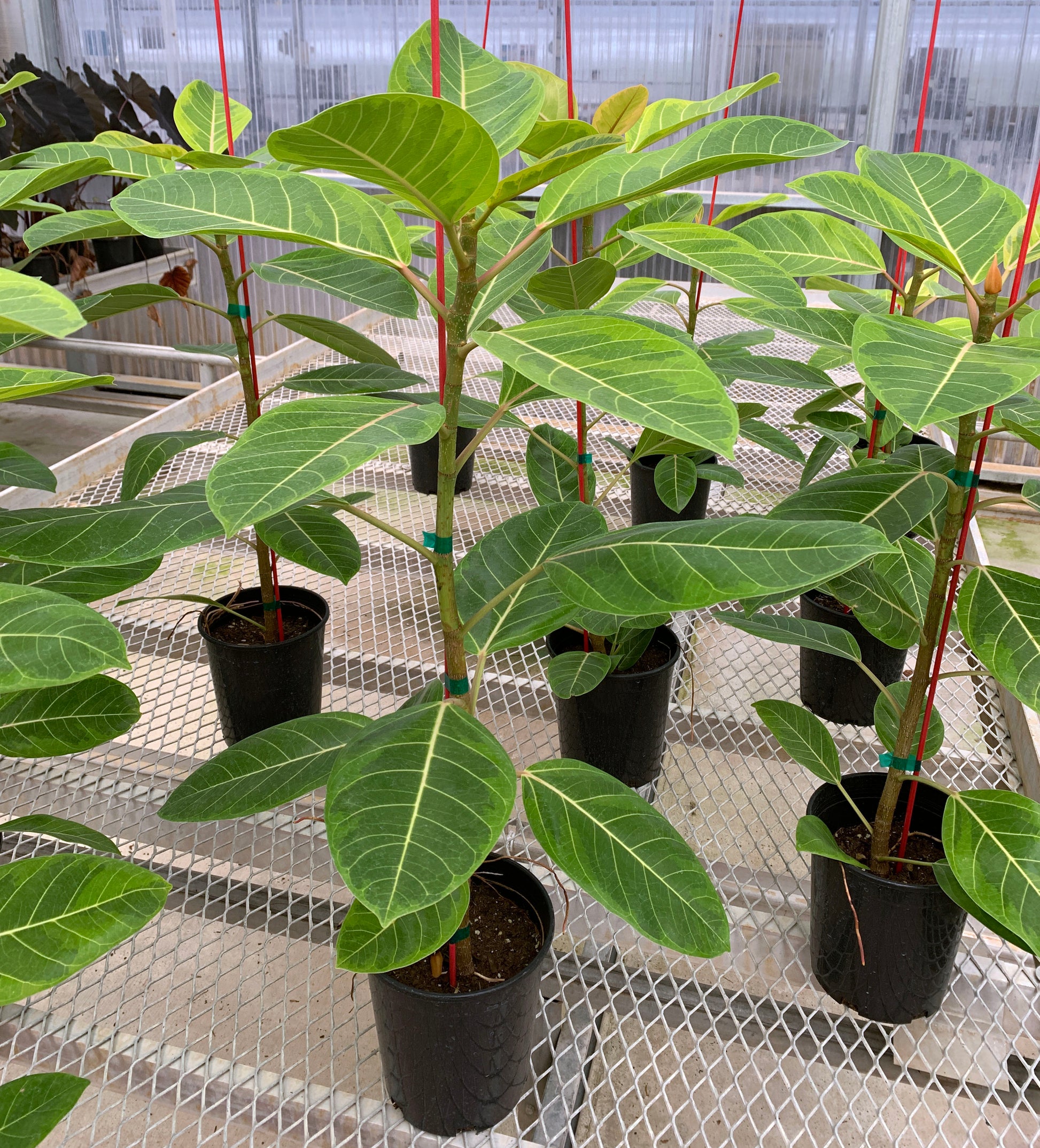 Numerous 1 gallon Ficus altissima 'Variegata'. The plants have sturdy stems, and the leaves show white veins and a mix of light green and dark green coloration.