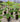 Numerous 1 gallon Ficus altissima 'Variegata'. The plants have sturdy stems, and the leaves show white veins and a mix of light green and dark green coloration.