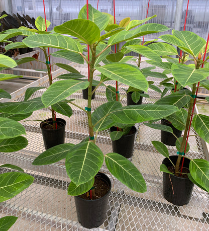 Numerous 1 gallon Ficus altissima 'Variegata'. The plants have sturdy stems, and the leaves show white veins and a mix of light green and dark green coloration.