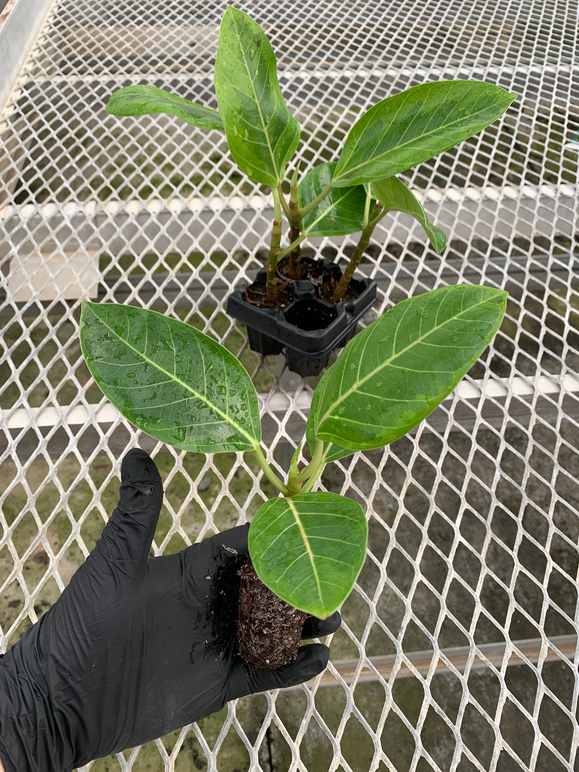 A 4 pack of Ficus altissima 'Variegata' with one starter plant pulled out to show detail. The four young ficus plants have upright stems and large, oval-shaped leaves featuring creamy yellow variegation along the edges and vibrant green centers.