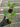 A 4 pack of Ficus altissima 'Variegata' with one starter plant pulled out to show detail. The four young ficus plants have upright stems and large, oval-shaped leaves featuring creamy yellow variegation along the edges and vibrant green centers.