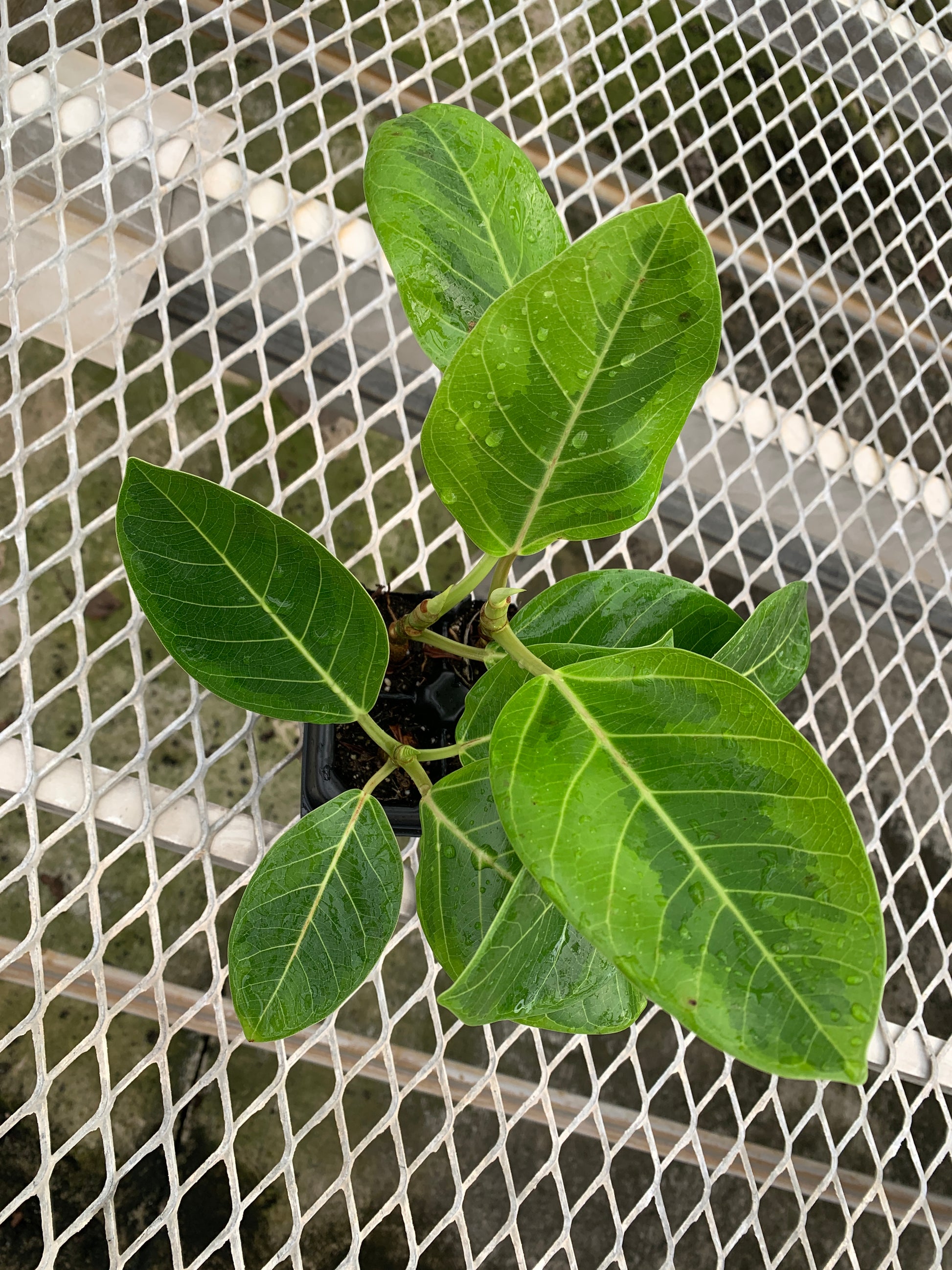 A 4 pack of Ficus altissima 'Variegata'. The four young ficus plants have upright stems and large, oval-shaped leaves with creamy yellow variegation along their edges and vibrant green centers.