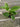 A 4 pack of Ficus altissima 'Variegata'. The four young ficus plants have upright stems and large, oval-shaped leaves with creamy yellow variegation along their edges and vibrant green centers.