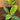 A 4 pack of Ficus altissima 'Variegata' with one starter plant pulled out to show detail. The four young ficus plants have upright stems and large, oval-shaped leaves featuring creamy yellow variegation along the edges and vibrant green centers.