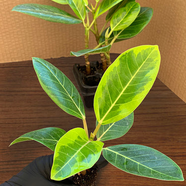 A 4 pack of Ficus altissima 'Variegata' with one starter plant pulled out to show detail. The four young ficus plants have upright stems and large, oval-shaped leaves featuring creamy yellow variegation along the edges and vibrant green centers.