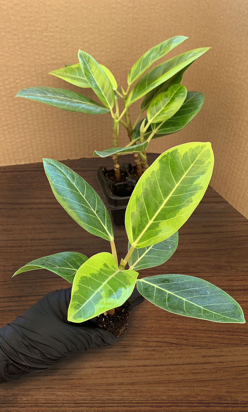 A 4 pack of Ficus altissima 'Variegata' with one starter plant pulled out to show detail. The four young ficus plants have upright stems and large, oval-shaped leaves featuring creamy yellow variegation along the edges and vibrant green centers.