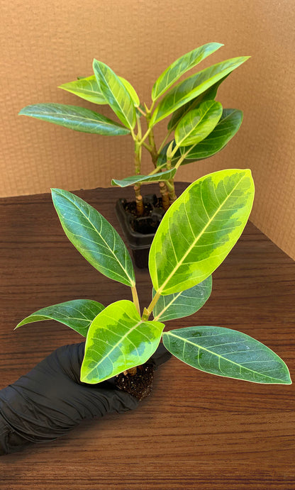 A 4 pack of Ficus altissima 'Variegata' with one starter plant pulled out to show detail. The four young ficus plants have upright stems and large, oval-shaped leaves featuring creamy yellow variegation along the edges and vibrant green centers.