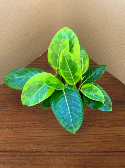 A 4 pack of Ficus altissima 'Variegata'. The four young ficus plants have upright stems and large, oval-shaped leaves with creamy yellow variegation along their edges and vibrant green centers.