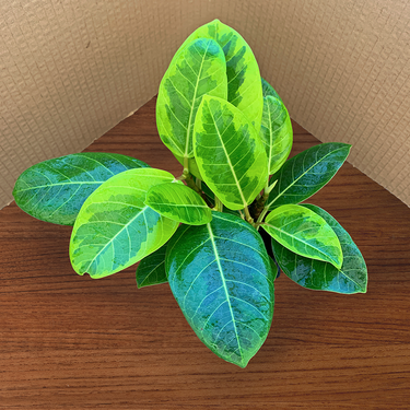 A 4 pack of Ficus altissima 'Variegata'. The four young ficus plants have upright stems and large, oval-shaped leaves with creamy yellow variegation along their edges and vibrant green centers.