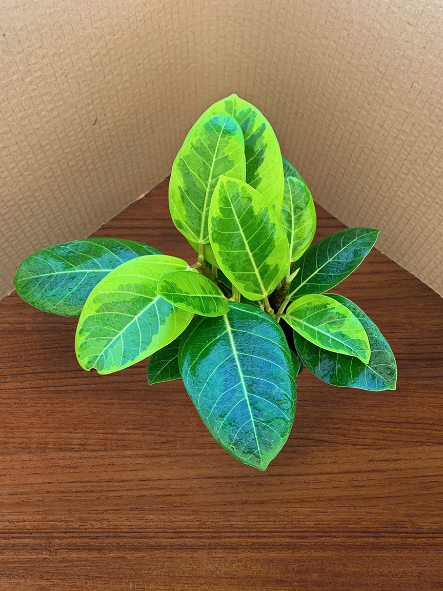 A 4 pack of Ficus altissima 'Variegata'. The four young ficus plants have upright stems and large, oval-shaped leaves with creamy yellow variegation along their edges and vibrant green centers.