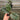 A 4 pack of Ficus elastica 'Tineke' houseplant plugs, with one pulled out to show details. The plug has creamy white and green variegated leaves, with pink-tinted new growth.
