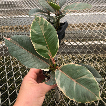 A 4 pack of Ficus elastica 'Tineke' houseplant plugs, with one pulled out to show details. The plug has creamy white and green variegated leaves, with pink-tinted new growth.