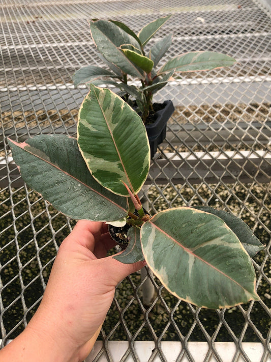 A 4 pack of Ficus elastica 'Tineke' houseplant plugs, with one pulled out to show details. The plug has creamy white and green variegated leaves, with pink-tinted new growth.