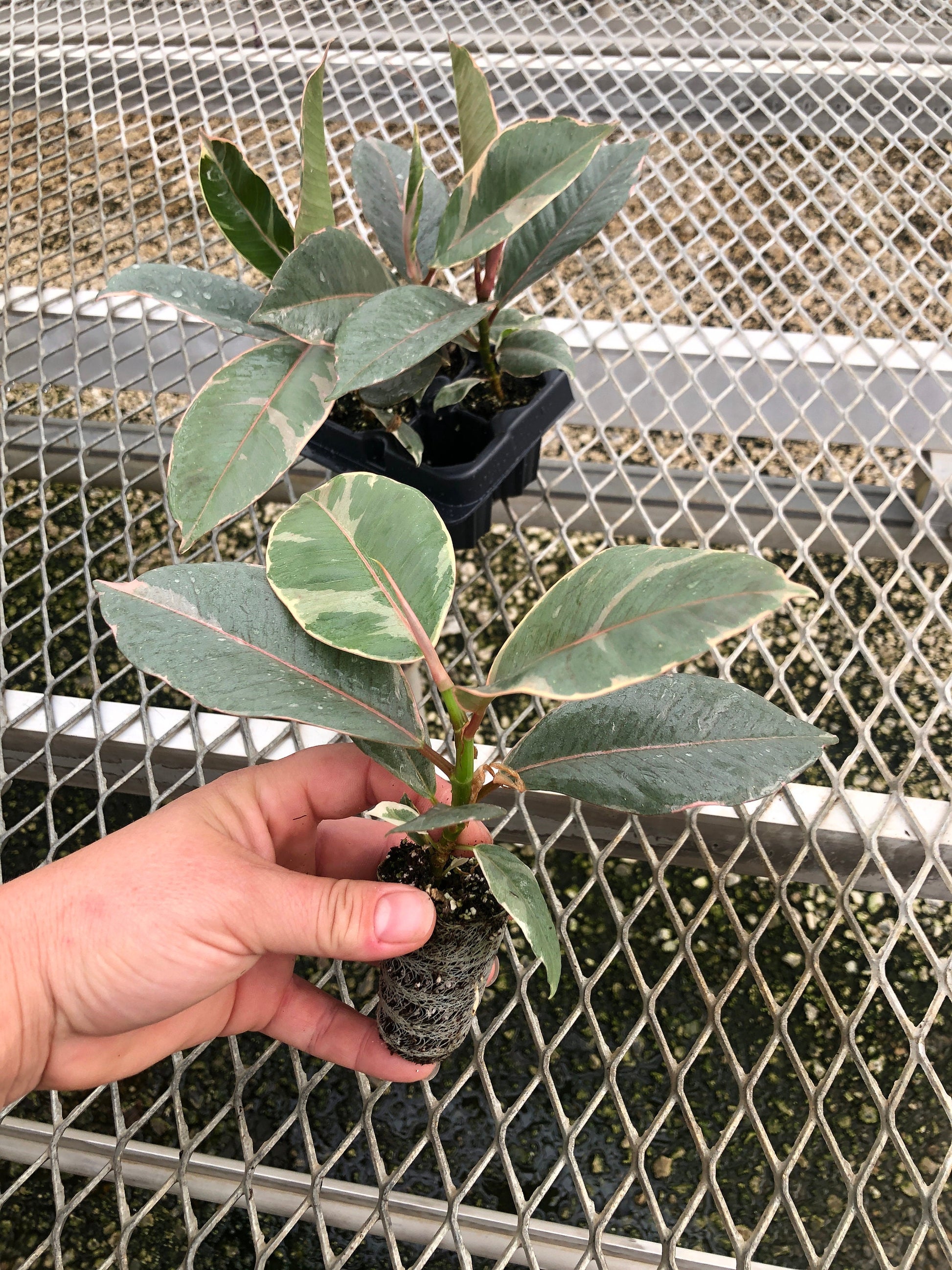 A 4 pack of Ficus elastica 'Tineke' houseplant plugs, with one pulled out to show details. The plug has creamy white and green variegated leaves, with pink-tinted new growth, and a sturdy stem.
