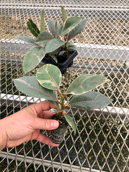 A 4 pack of Ficus elastica 'Tineke' houseplant plugs, with one pulled out to show details. The plug has creamy white and green variegated leaves, with pink-tinted new growth, and a sturdy stem.