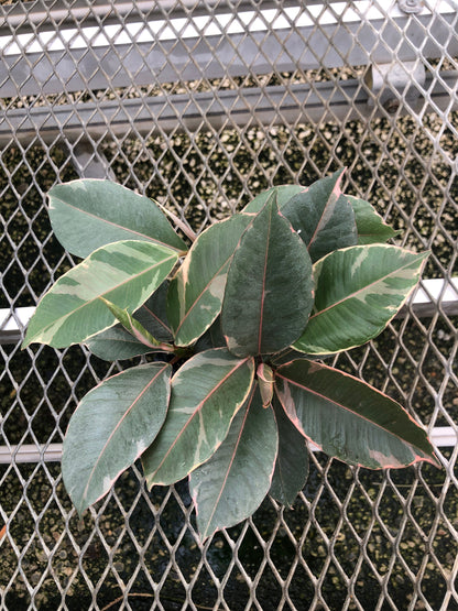 A 4 pack of Ficus elastica 'Tineke' houseplant plugs. The plugs display Tineke's characteristic creamy white and green variegated leaves, with pink-tinted new growth. These particular plugs have substantial cream-colored variegation.