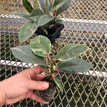 A 4 pack of Ficus elastica 'Tineke' houseplant plugs, with one pulled out to show details. The plug has creamy white and green variegated leaves, with pink-tinted new growth, and a sturdy stem.