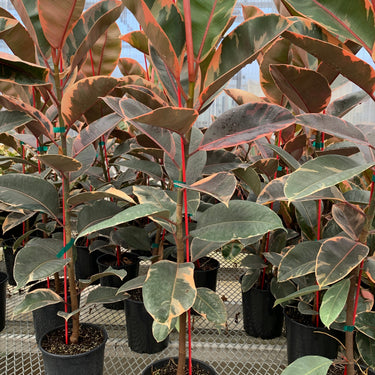 Multiple 1 gallon Ficus elastica 'Ruby' plants. The plants are each several feet tall, and show large ovate leaves with green, pink, and cream coloring.