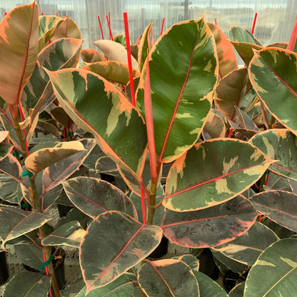 Multiple 1 gallon Ficus elastica 'Ruby' plants. The plants are each several feet tall, and show large ovate leaves with green, pink, and cream coloring.