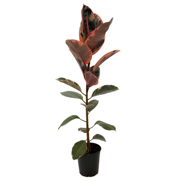 Red Ruby Rubber Plant