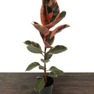 Red Ruby Rubber Plant