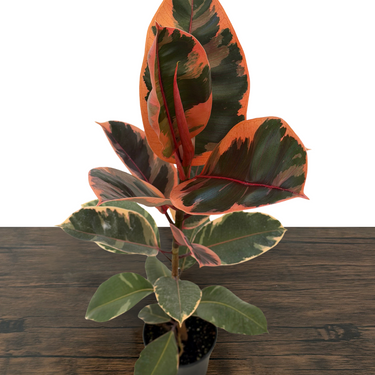 Red Ruby Rubber Plant
