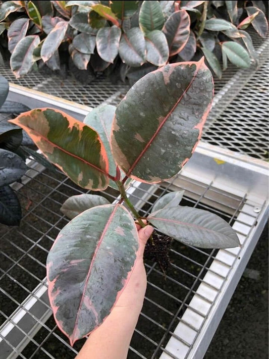 A Ficus elastica 'Ruby' plug with large, glossy leaves featuring vibrant shades of pink and deep green variegation. The new growth shows a rosy tint.