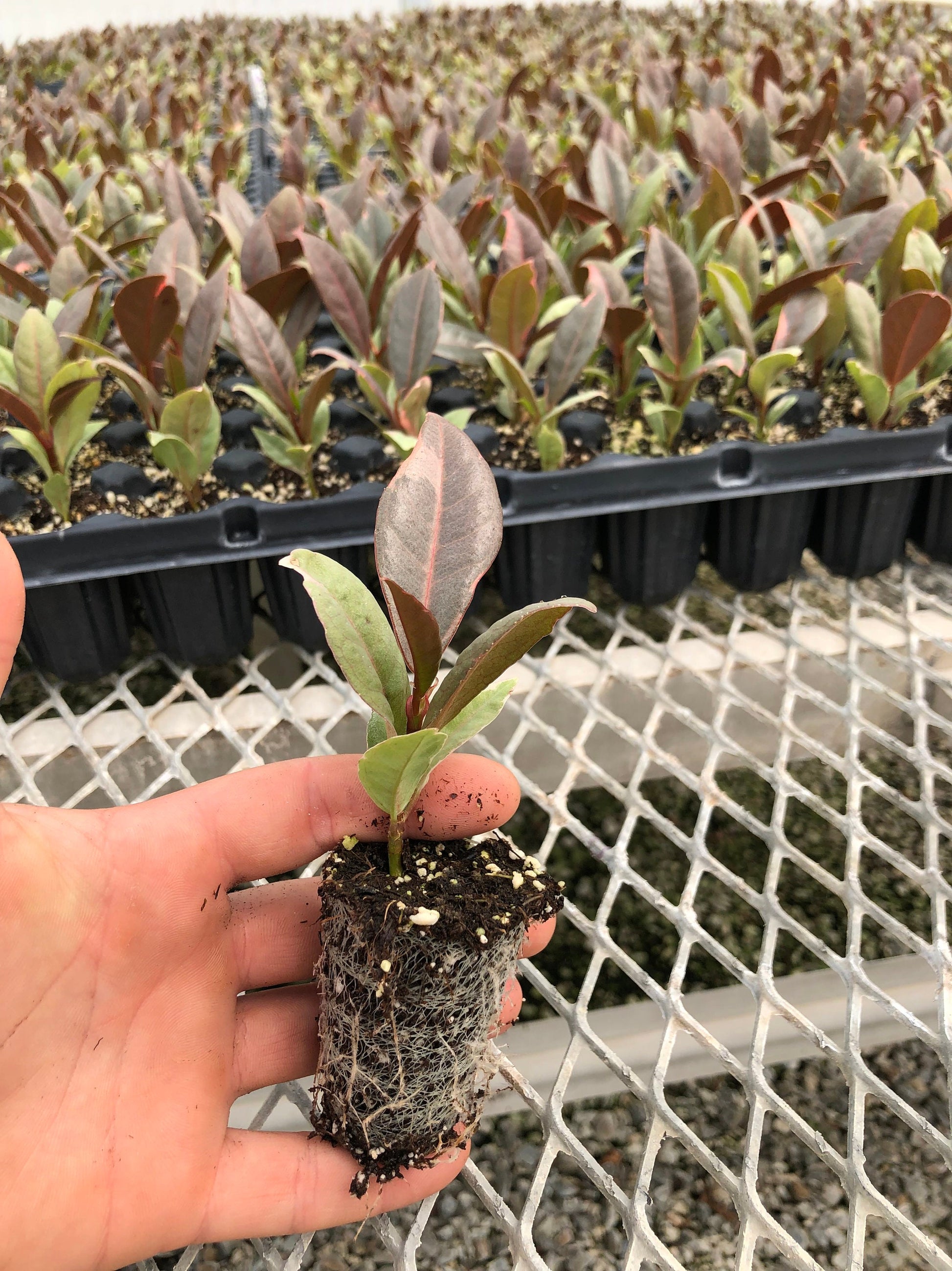Trays of Ficus elastica 'Ruby' plugs, with one plug pulled out to show detail. The plant is small with new, pink-tinted growth. A developed root system is visible in the compostable soil plug.