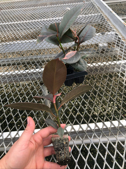 A 4 pack of Ficus elastica 'Ruby' plugs pictured from above, with one plug pulled out to show detail. The Ficus elastica 'Ruby' plugs show a mix of dark green and pink variegation, and are highly glossy. The pulled out plug has a sturdy stem, and roots are visible from the compostable soil pot.